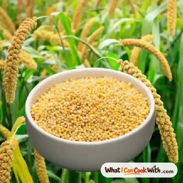 Pearl Millet