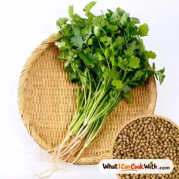 Coriander Leaves