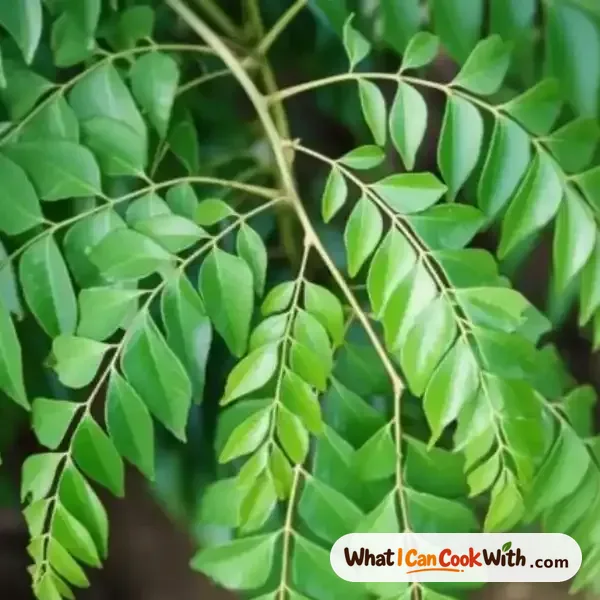 Curry Leaves