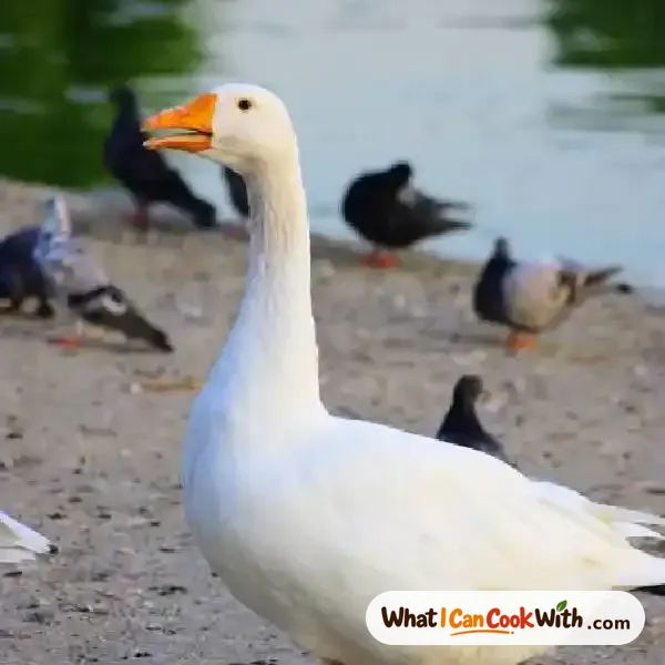 Duck